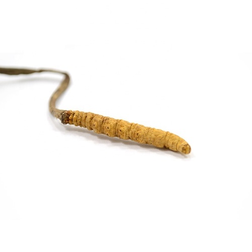 Dried Cordyceps Sinensis Caterpillar Fungus Keeda Jadi Cordyceps Root