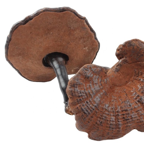 Natural Ganoderma Lucidum Raw Material With Highest Quality