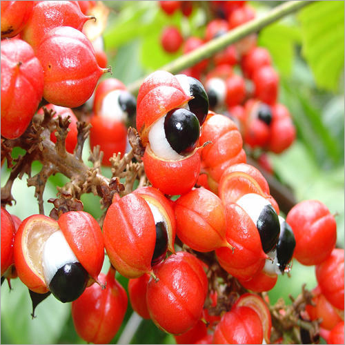 Guarana Seed Extract