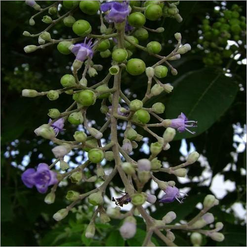 Chasteberry Extract ( Vitex agnus-castus Extract )