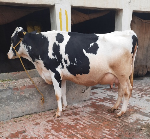 High Yield Hf Cow Supplier