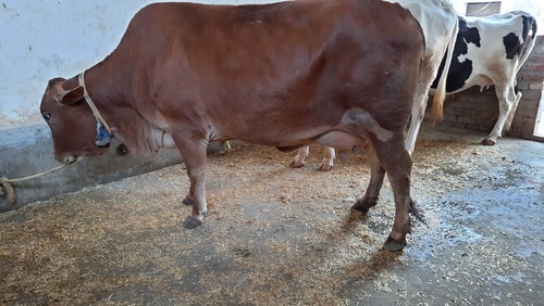 High Milk production Sahiwal Cow