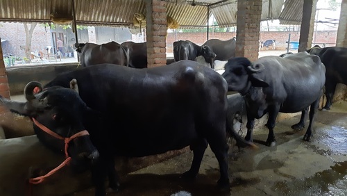 High Milk Production Murrah Buffalo