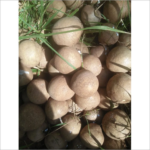 Fresh Sapota Fruit