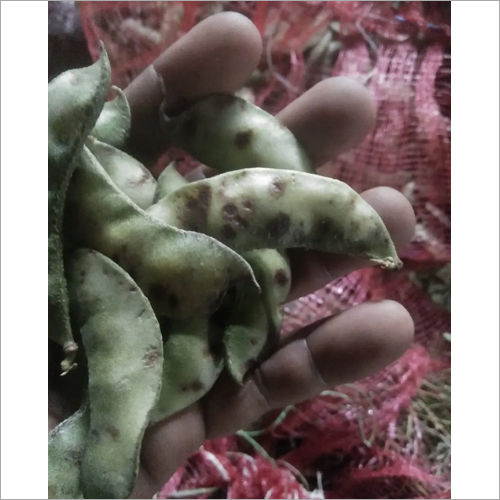 Fresh Broad Beans