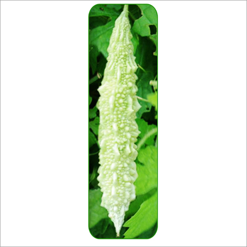 Bitter Gourd Ambar