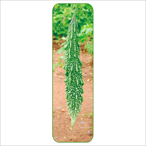 Bitter Gourd Gulshan