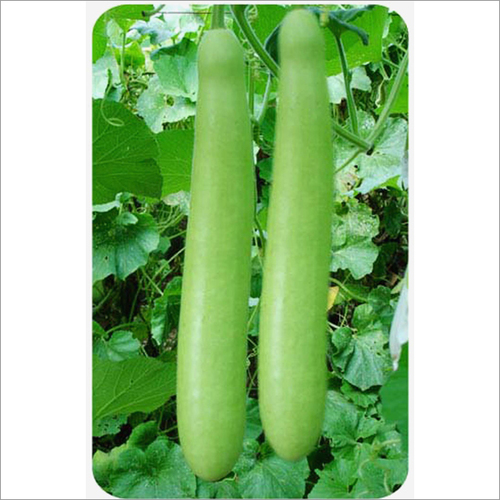 Bottle Gourd