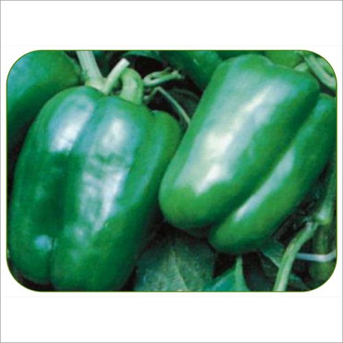 Capsicum Kuber