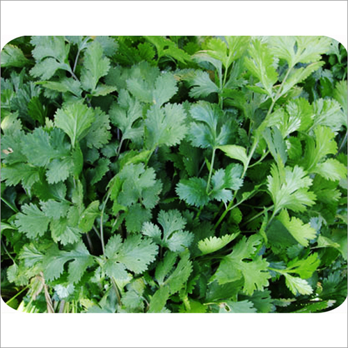 Coriander Dhanraj