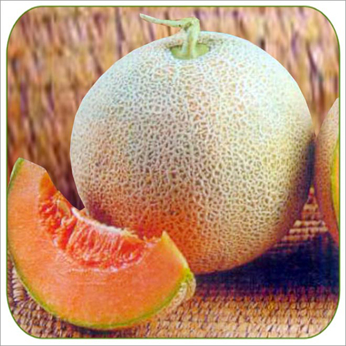 Muskmelon Mabhumati