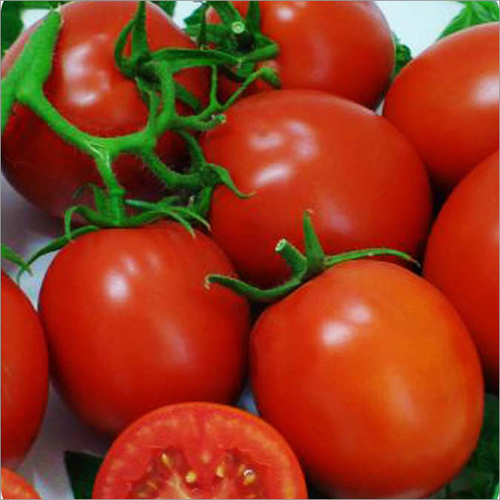 Amruta SH-446 Tomato