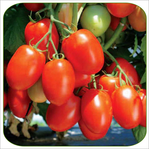 Fresh Tomato