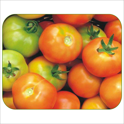 Vaishnavi SH-445 Tomato