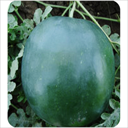 Watermelon Krish