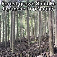 40 GM Forest Grown Japanese Shiitake Powder