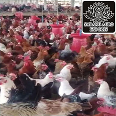 Sonali Chicken