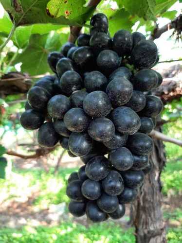 Black Grapes By FARM TO GLOBAL