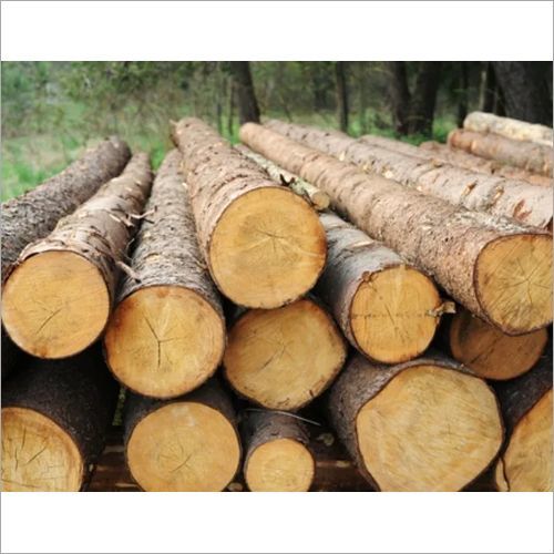 Pine Timber Wood