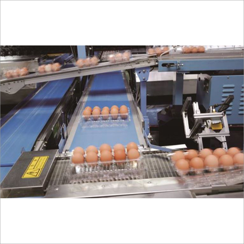 ISE Chicken Eggs