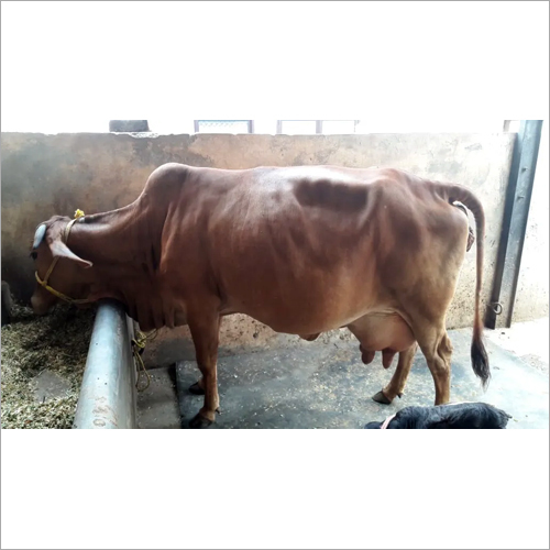 Dairy Sahiwal Cow