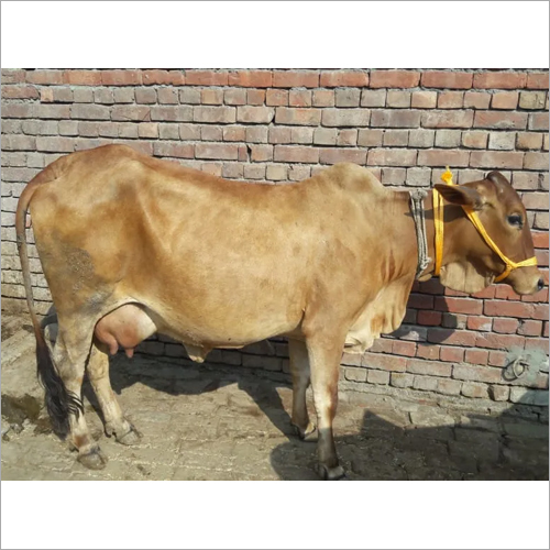 High Yield Sahiwal Cow
