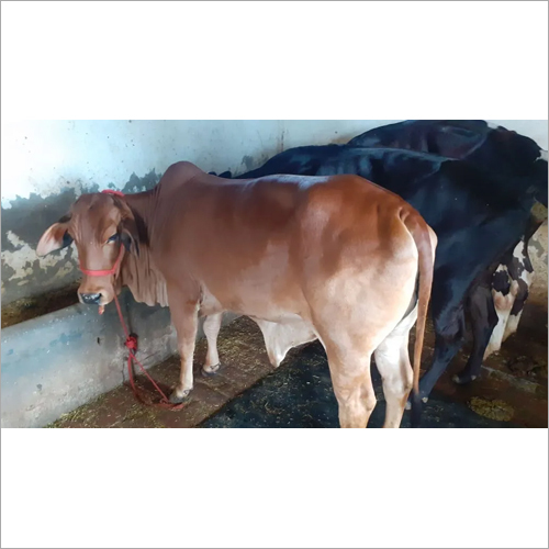 Pure Sahiwal Cow