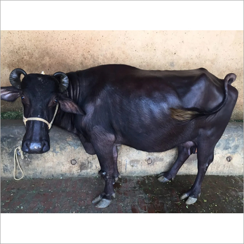 Dairy Murrah Buffalo
