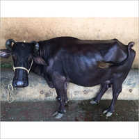 Dairy Murrah Buffalo