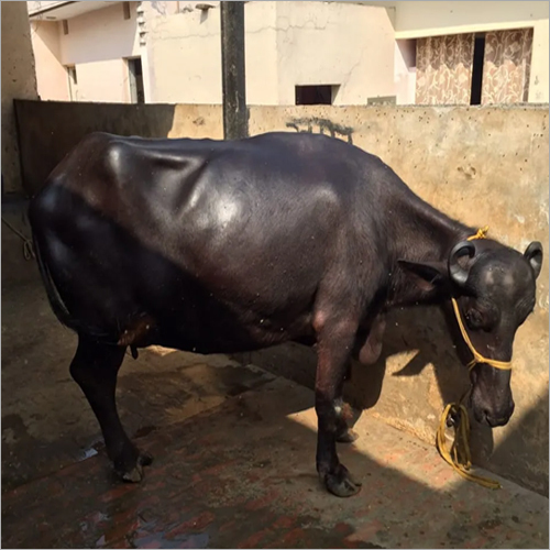 High Yield Murrah Buffalo
