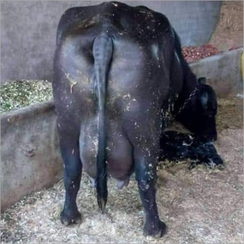 Murrah Black Buffalo