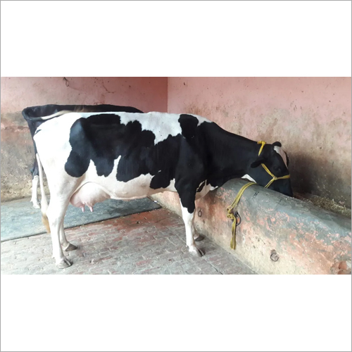 High Yield HF Cow