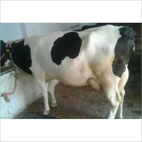 White Livestock Hf Cow