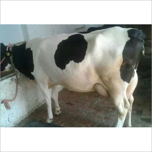 Livestock HF Cow