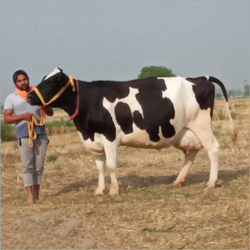 Pure HF Cow
