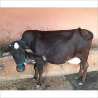 Black HF Cow