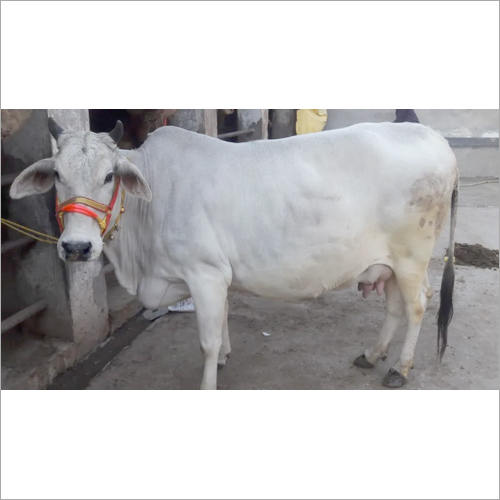 White Desi Cow