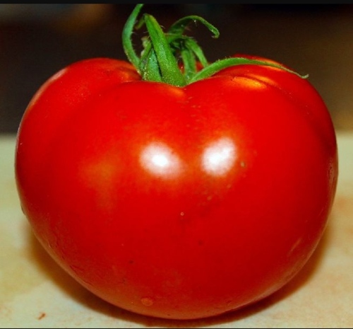 Fresh Tomatoes