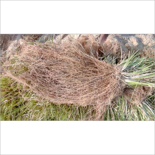 Vetiver Roots(khus Roots)