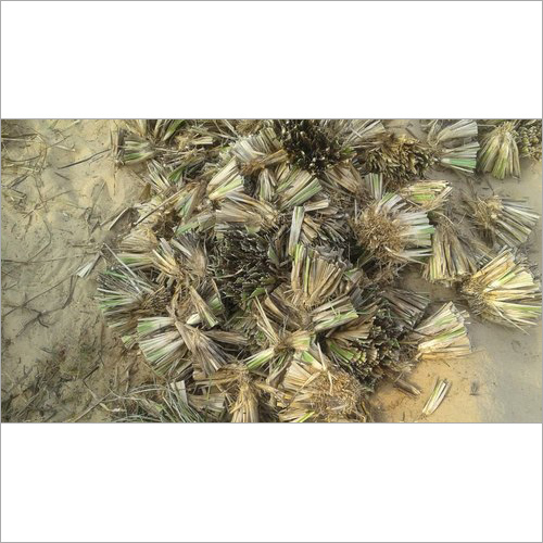 Vetiver(Khus) Grass