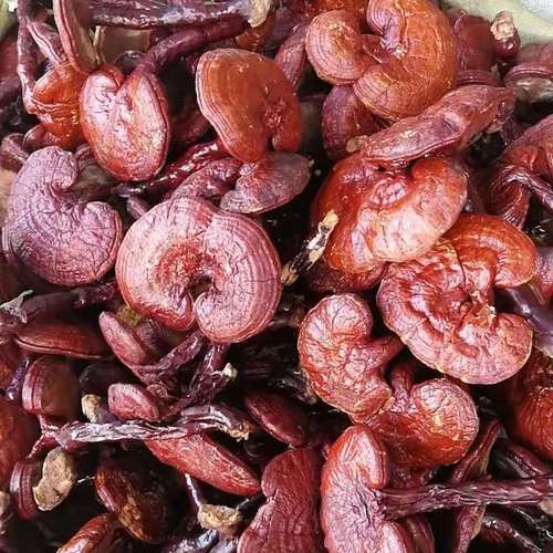 Free Samples Lucid Ganoderma Lingzhi Tea Lucidum Ganoderma