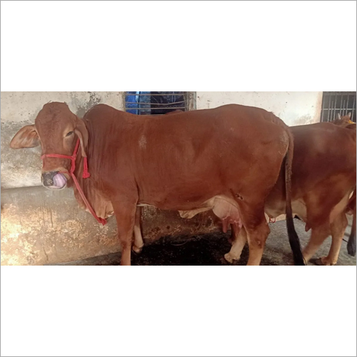 Dairy Farm Sahiwal Cow
