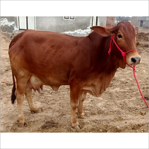 Pure Sahiwal Cow