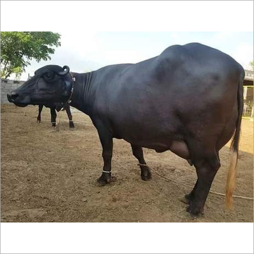 Livestock Murrah Buffalo