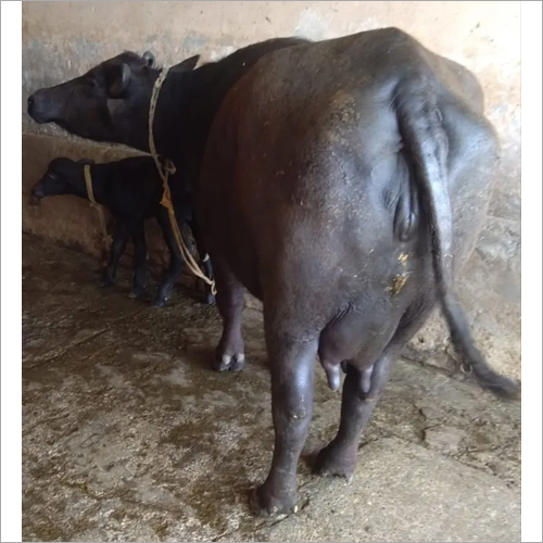 Murrah Black Buffalo