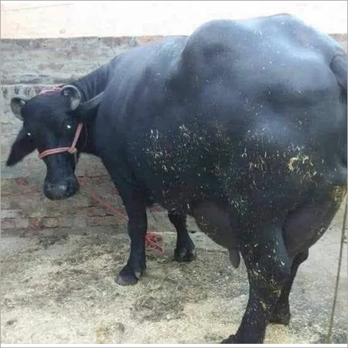 Pure Murrah Buffalo