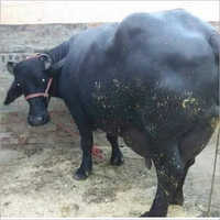 Black Pure Murrah Buffalo