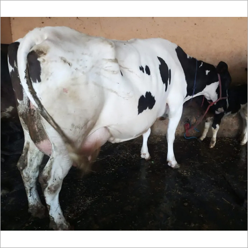 Dairy Farm HF Cow