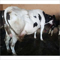 White & Black Dairy Farm Hf Cow