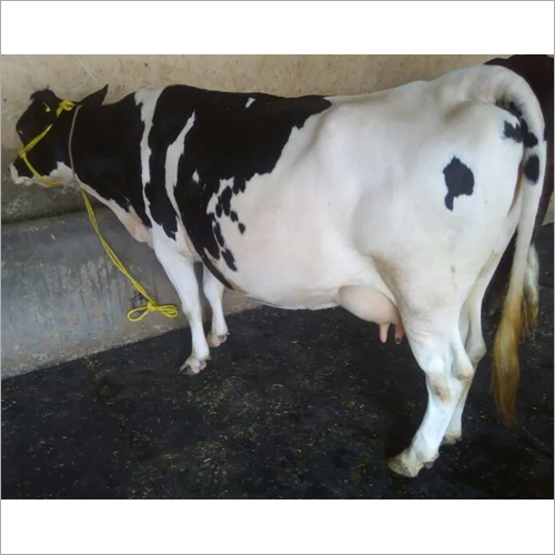 Pure HF Cow